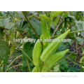 New Crop okra seeds for cultivation